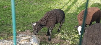 Beránek Zwartbles - 2