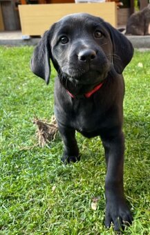 Labradorský retrívr - 2