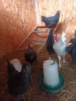 Ayam cemani - 2