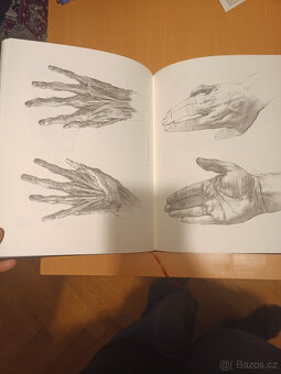 Výtvarná anatomie - 2
