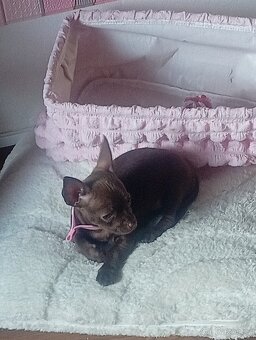 Čokoládová princezna mini čivava bez Pp - 2