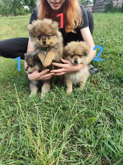 Štěňátka špic pomeranian - 2