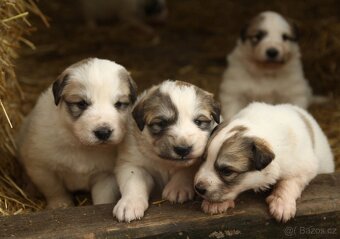 Pyrenejský horský pes s PP FCI / pastevecký pes - 2