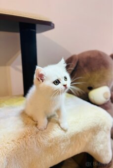 Britská silver chinchilla bez pp - 2