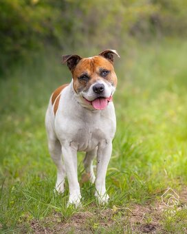 Kříženec staforda - 2