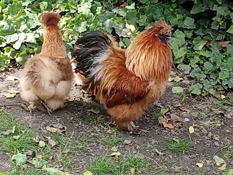 Prodám kohouta hedvábničky (Krémový -bílý) - 2