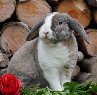 Krasna miminka rex beranků ( plyšová srst) - 2