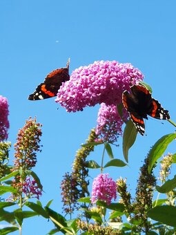 Motýlí keř růžový 20cm - 2