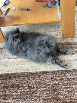 ZAKRSLÝ TEDDY KRÁLÍK - 2