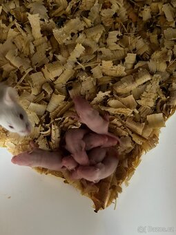 Holátka laboratorní myši - 2