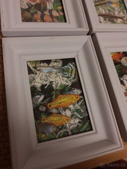 Rámečky/obrázky - 2