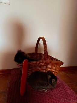 Zakrslý králíček - 2