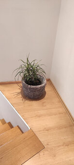 Dracena - 2