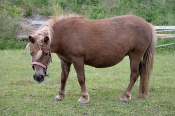 Minihorse klisna - 2