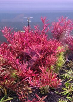 Akvarijni rostlinky - Rotala Singapore - 2