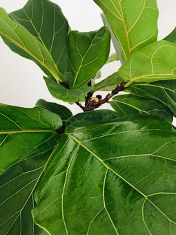 Ficus Lyrata - 2