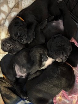 Štěňata CaneCorso k odběru 14.7.2025 - 2