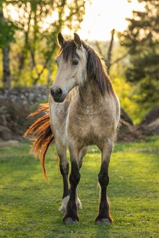 Welsh Cob klisna - 6 let - 2