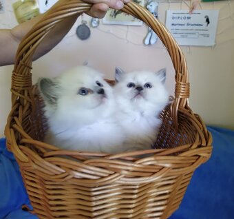 Ragdoll koťátka - 2