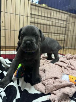 Cane Corso - 2