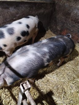 Prodám prase na porážku - 2