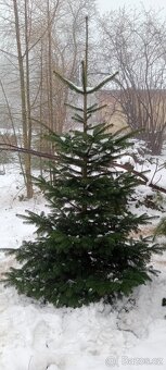 Vánoční stromeček, stromek, strom, jedle - 2