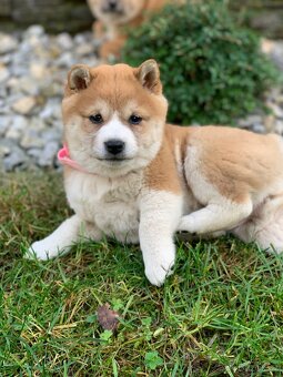 Shiba inu - 2