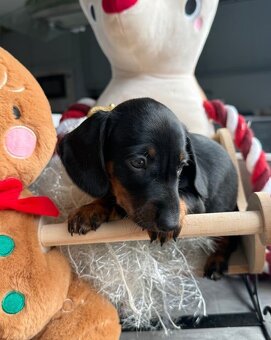 Jezevčík trpasličí - 2