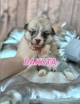 Welsh Corgi Pembroke - 2