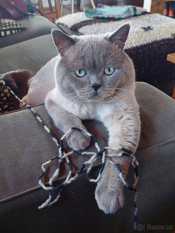 Koťátka – britská kočka - 2