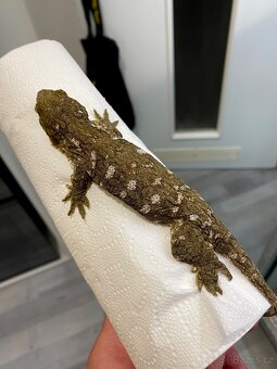 Samci R. Leachianus Mt. Koghis - 2