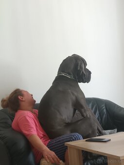Německa Doga modrá - 2