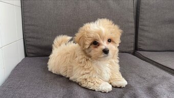 Maltipoo - 2