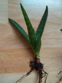 Aloe léčivka, sukulent, sazenice prostokořenná - 2