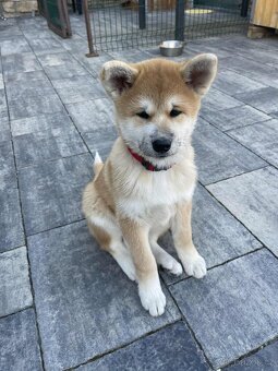 Akita Inu - 2