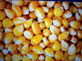 Pšenice, kukuřice, ječmen. - 2