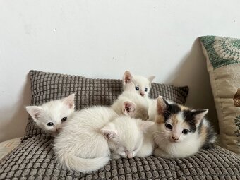 Bílá koťata, otec turecká angora bez PP - 2