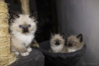 Ragdoll koťata - 2