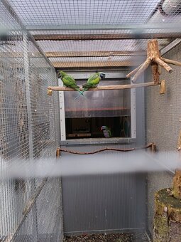 Alexandr čínský - 2