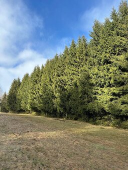 Smrkový les 35let starý sázený - 2