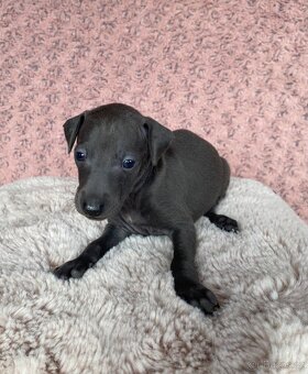 Italský chrtík - 2