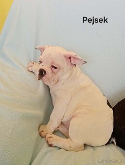 Francouzský buldoček - 2