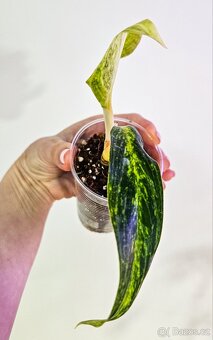 Aglaonema Matcha Lemon - 2