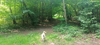 Prodej lesa u Staříče, celý, nebo na na části - od 5.000m2. - 2