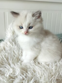 Ragdoll koťátka s PP - 2