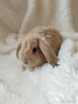 Vymazlení zakrslý králíčci - beránek, teddy, rex, minilop - 2