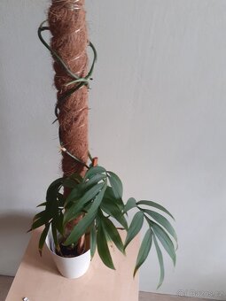 Monstera Subpinnata - 2