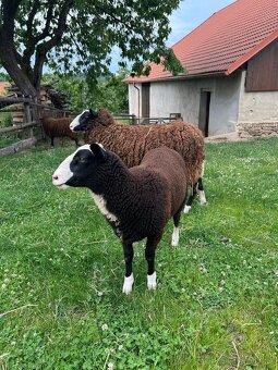 Jehňičky Zwartbles - 2