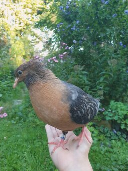 Hledáte holubího parťáka? - 2