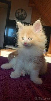 Mainská mývalí - koťata křížený - 2